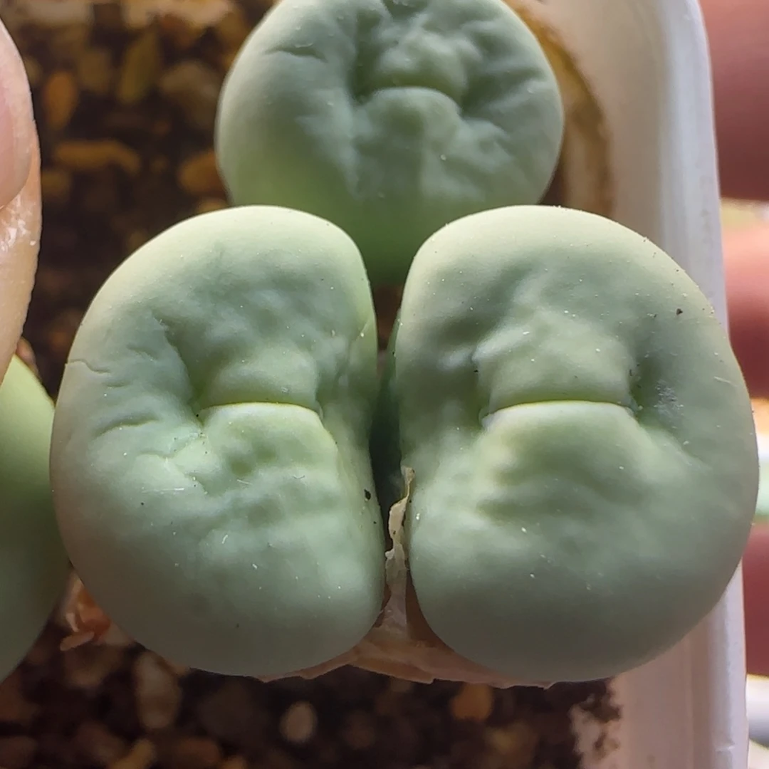 6055 大白多肉植物肉
