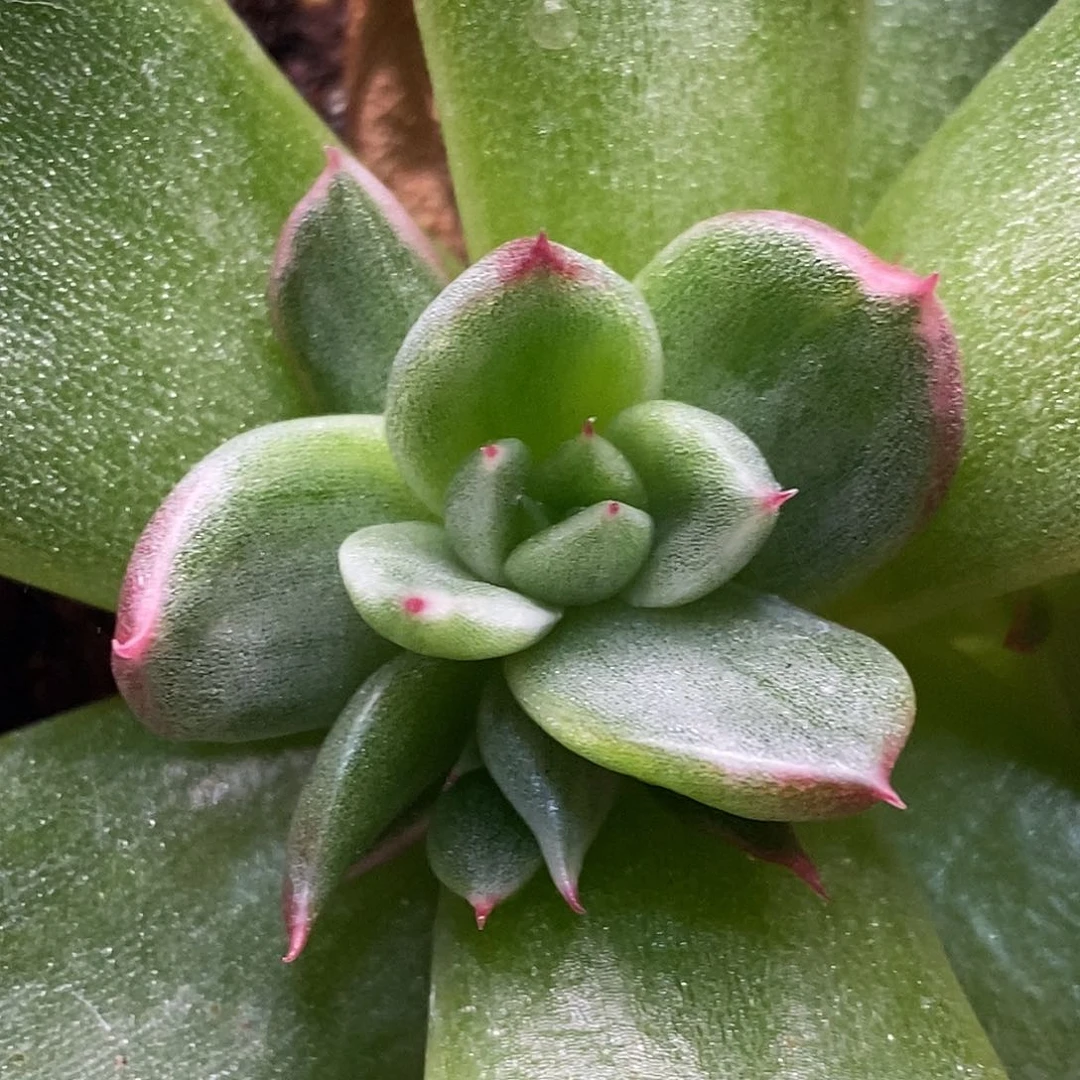 不知名东云锦一物一拍，