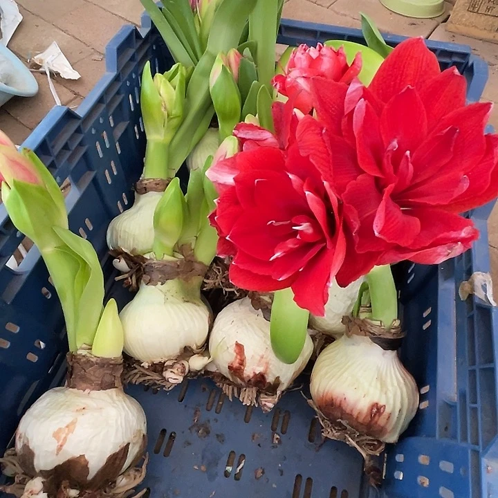 直播间7788号框里霸王龙一个