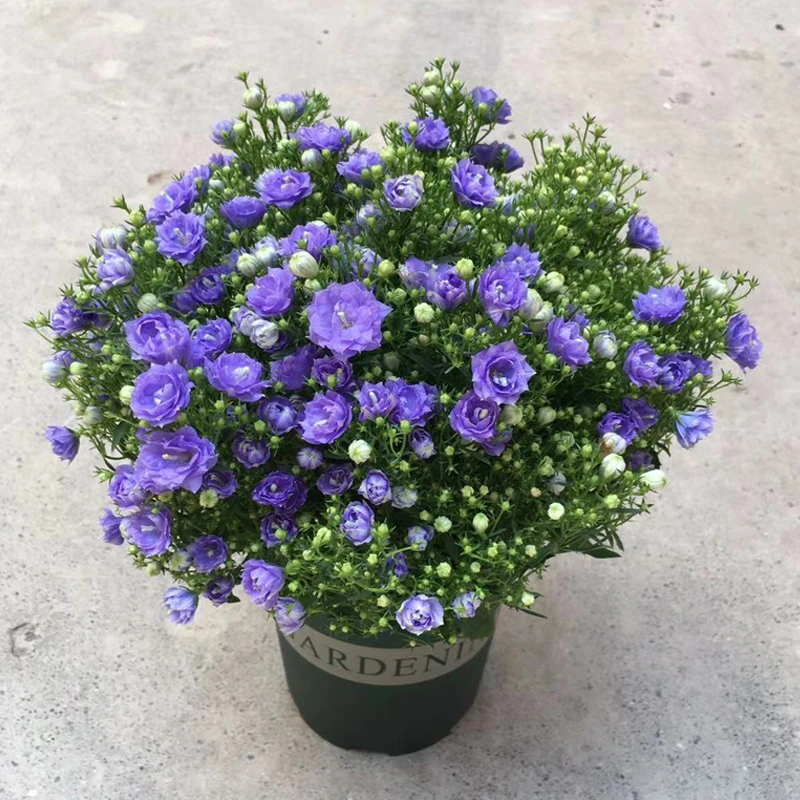 重瓣丹麦风铃花盆栽带花苞四季开花适合阳台庭院多年生好养开花苗