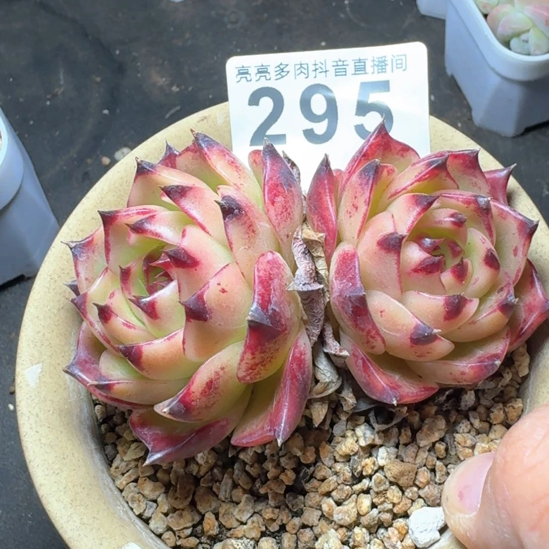 蓝龙         多肉植物