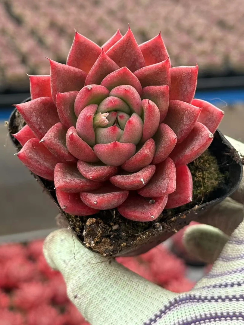 7#红太阳前男友精品多肉 SM904