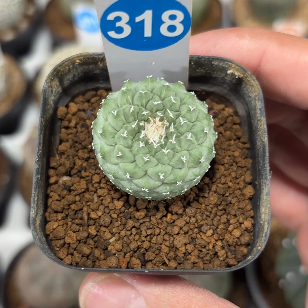 318实生菊水带盆带土发货