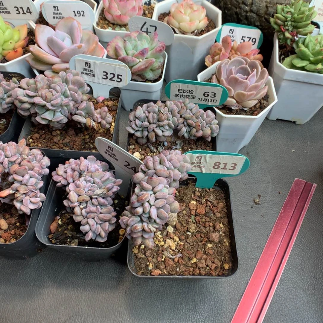辣*爆325-240-813-63雪精灵缀化多肉植物