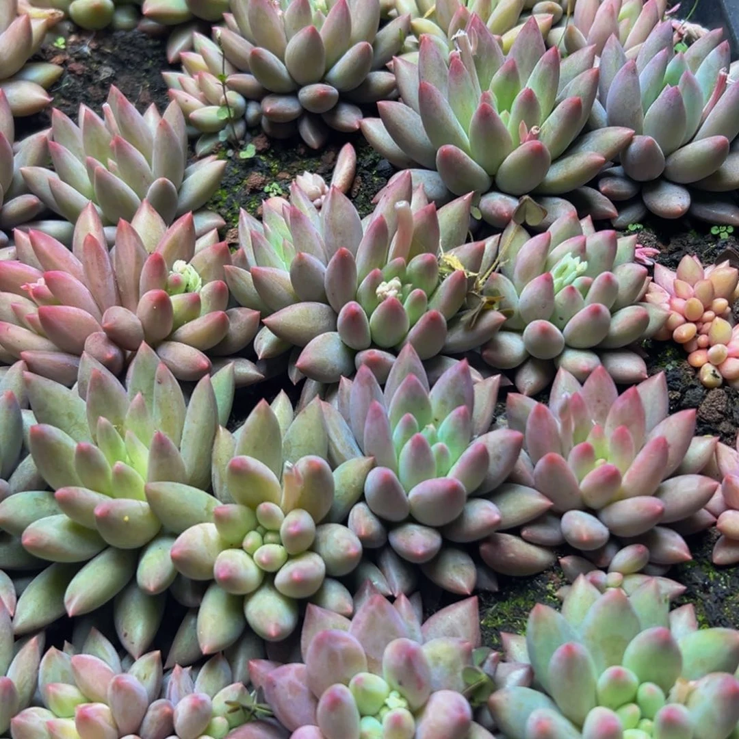 10美人系列多肉植物福利小苗