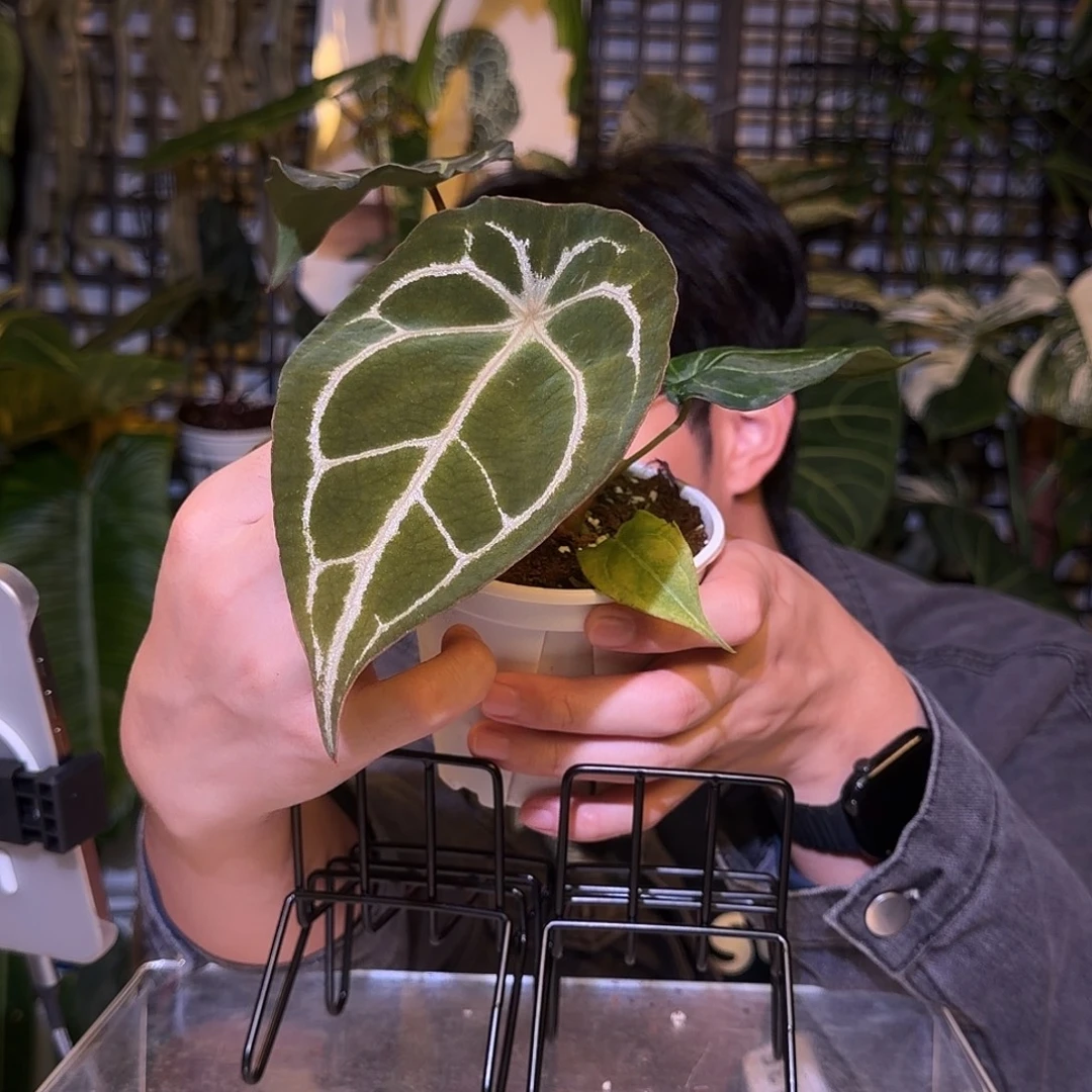 完全开放F131 粉脉水晶盾