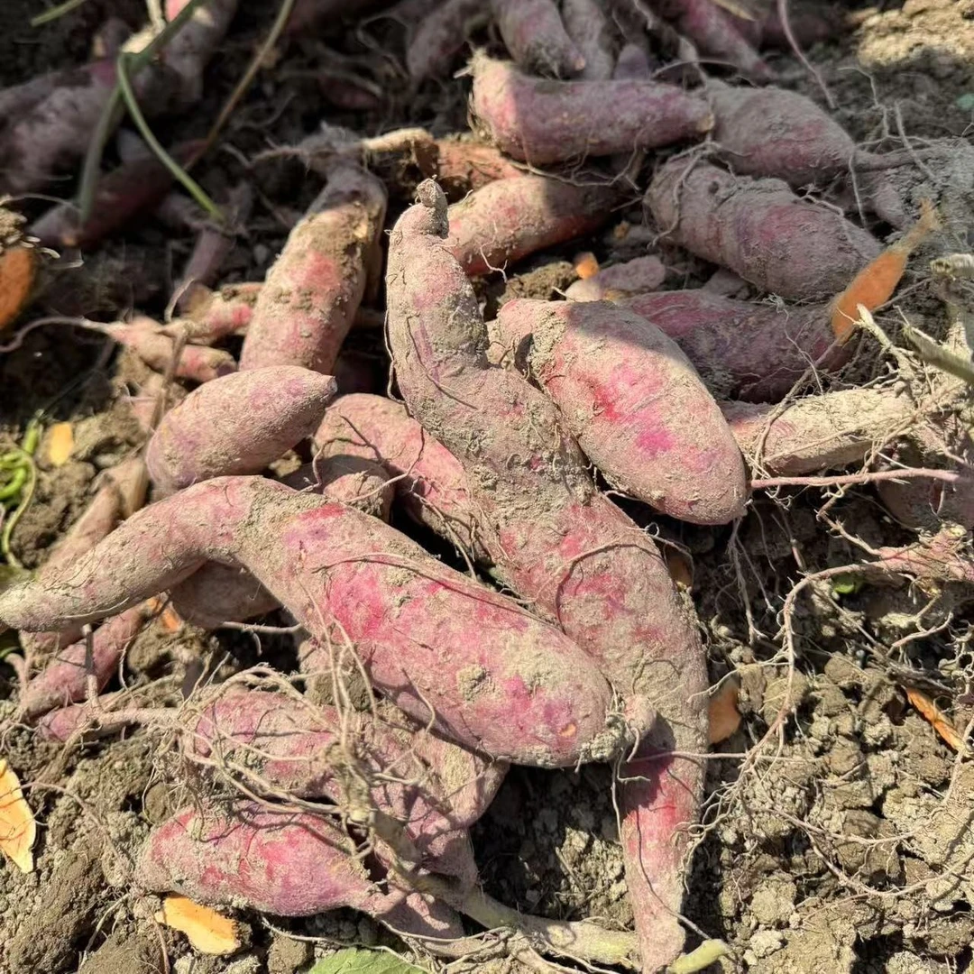 云南大山深处现挖西瓜红薯5斤装农家新鲜地瓜番薯山药红苕