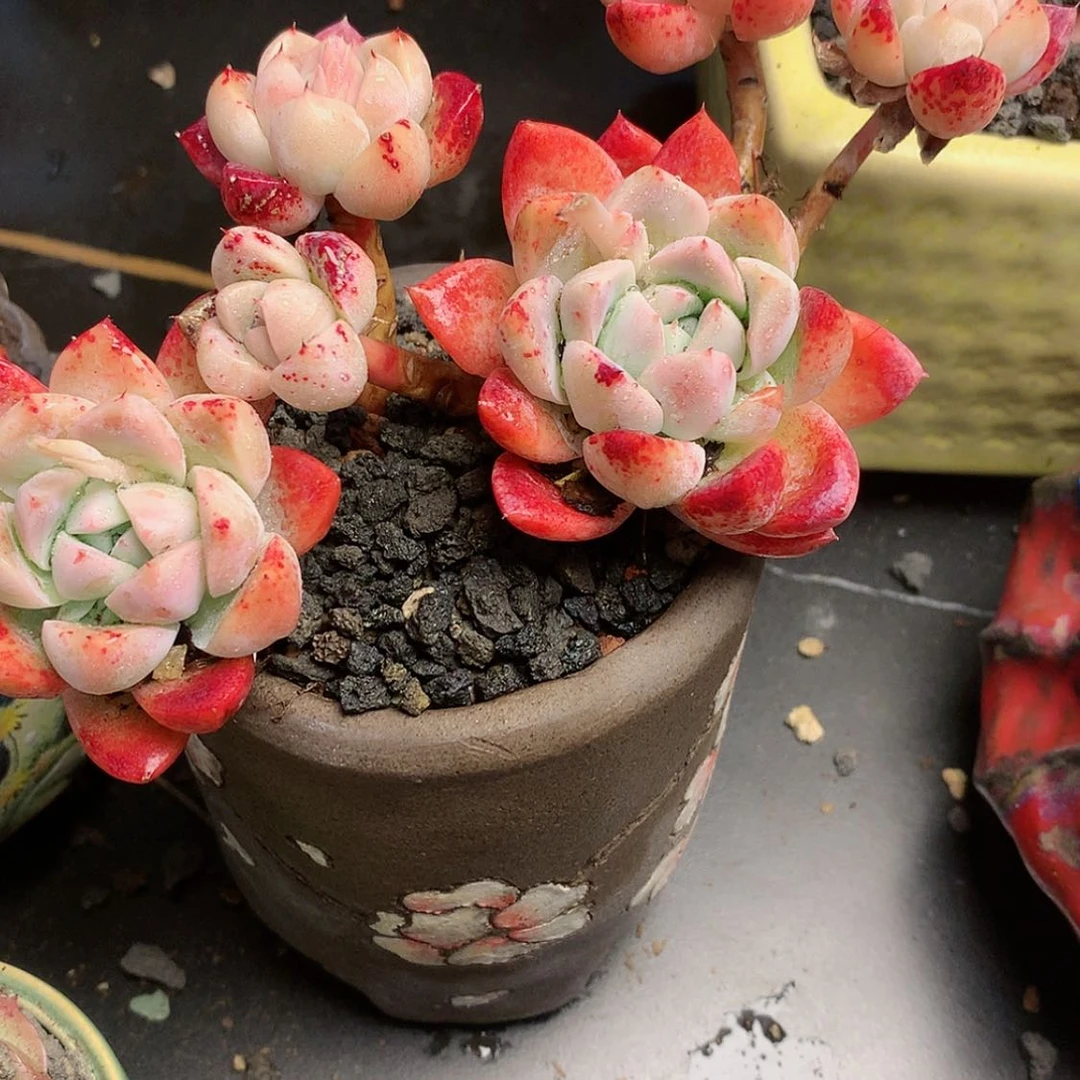 【闪购商品】名****艺名山带盆