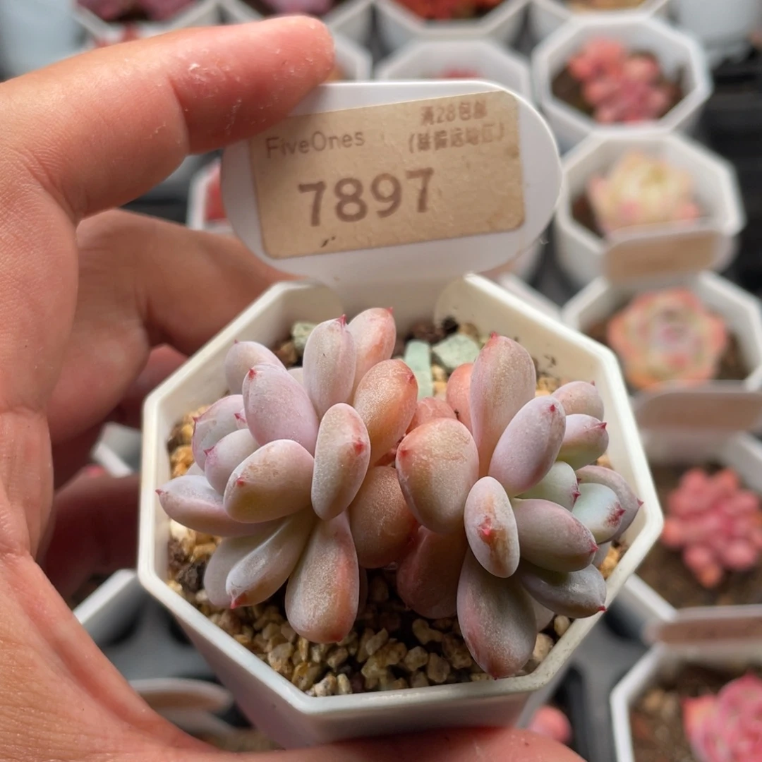 星星雪7897-5.5厘米