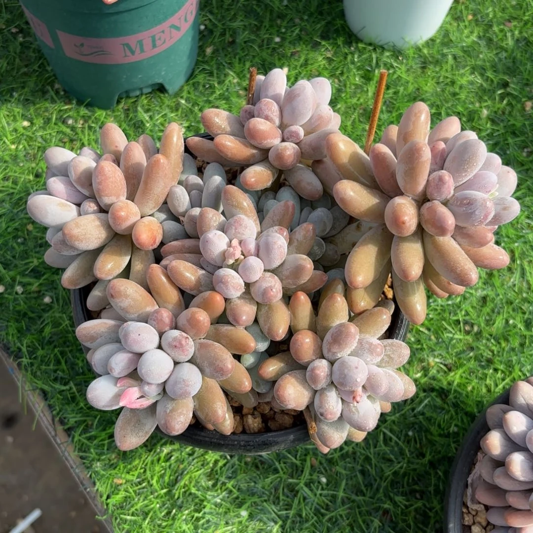 奶酪体汤圆88888888888