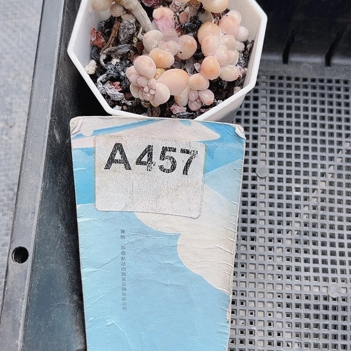 柳*芳457密密麻麻密密麻麻吗