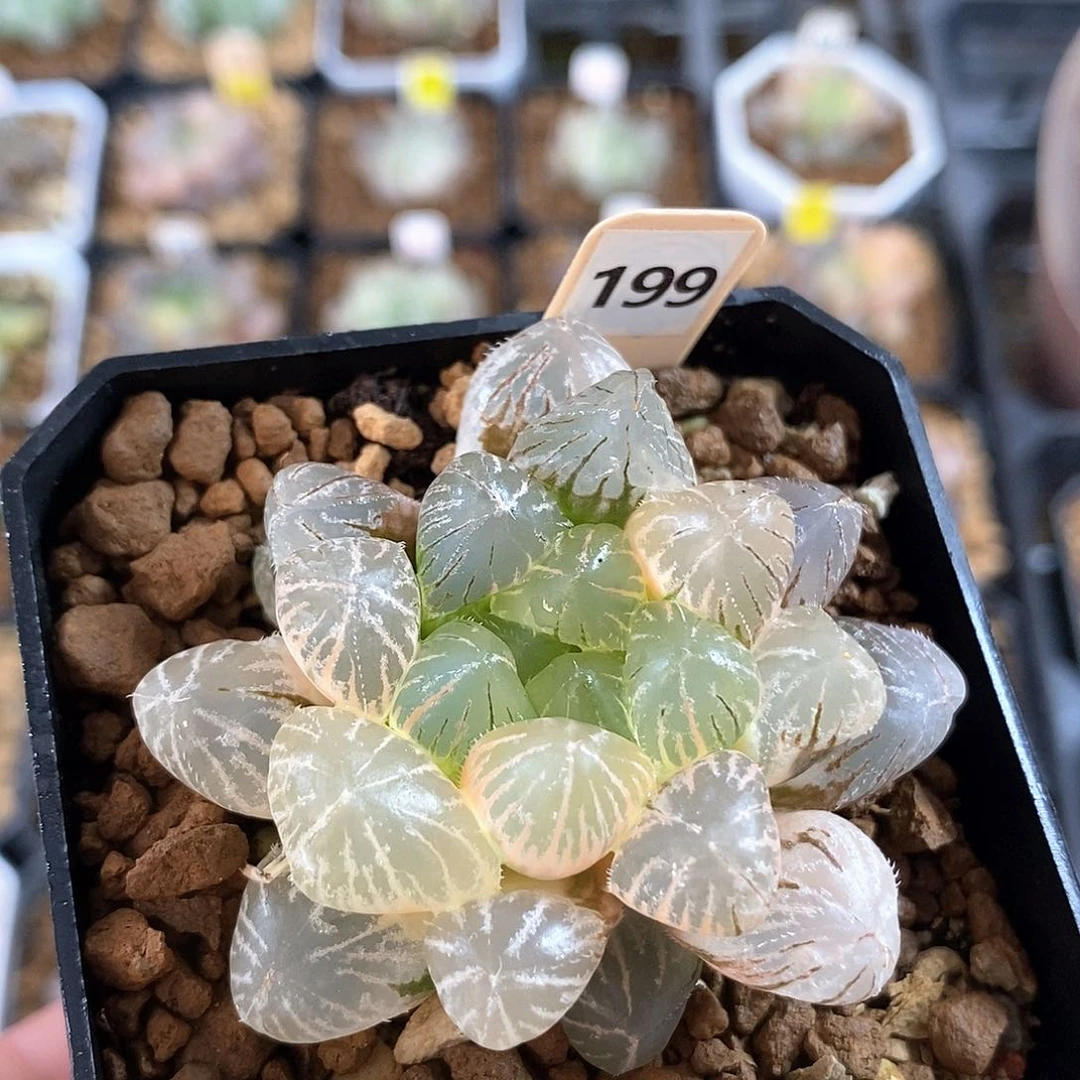 199号蓝镜玉露锦一物一拍