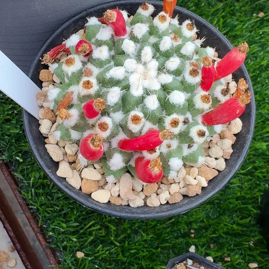 直播间，耶猫姐姐，九折，