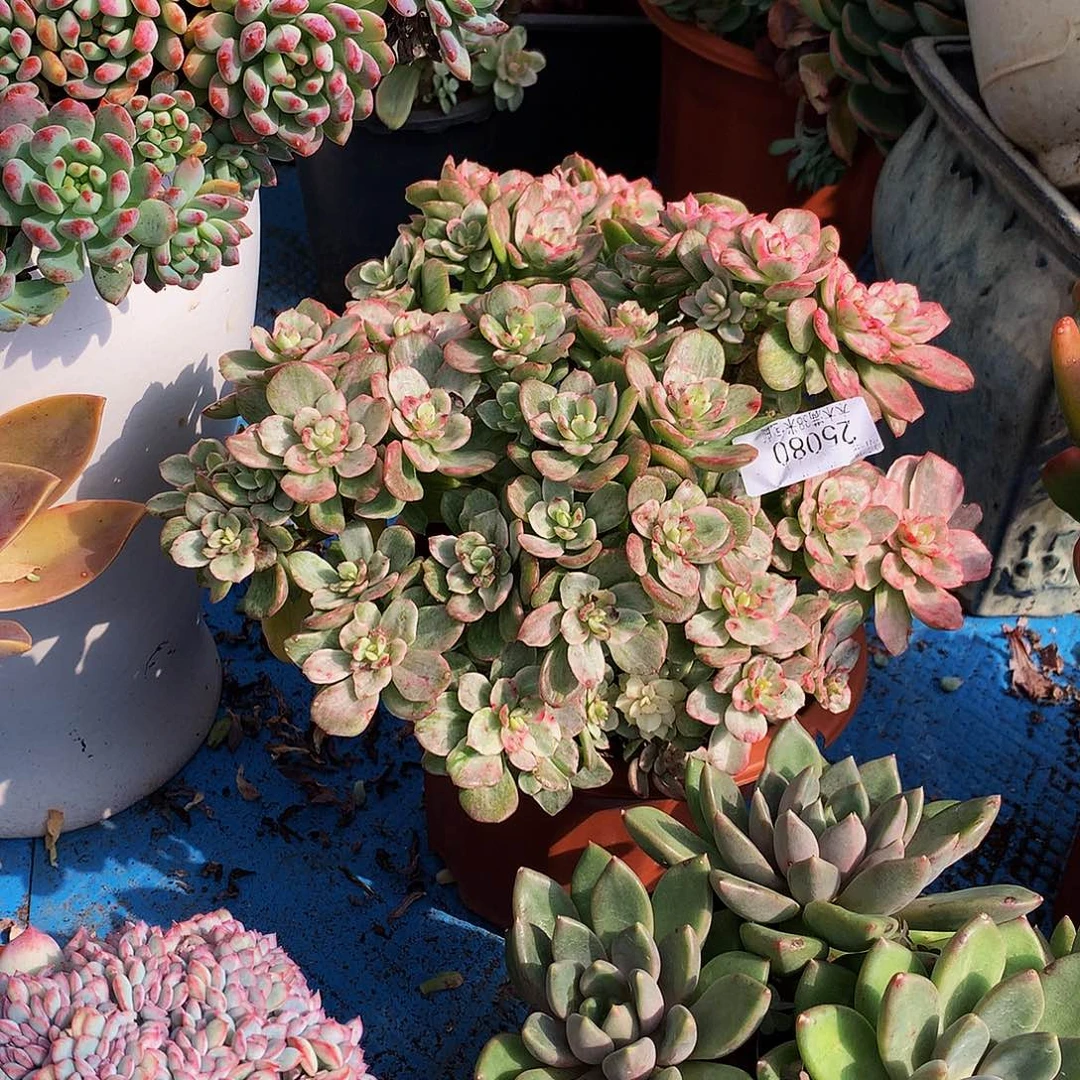 戴***）   红梅锦多肉25080