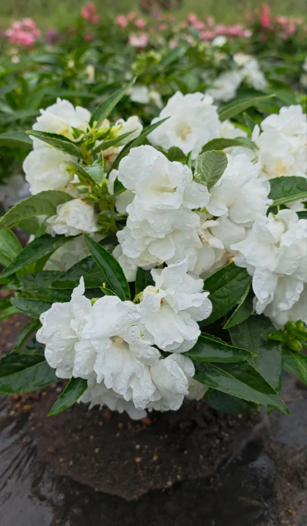 矮杆白色重瓣凤仙花芨芨草海娜花