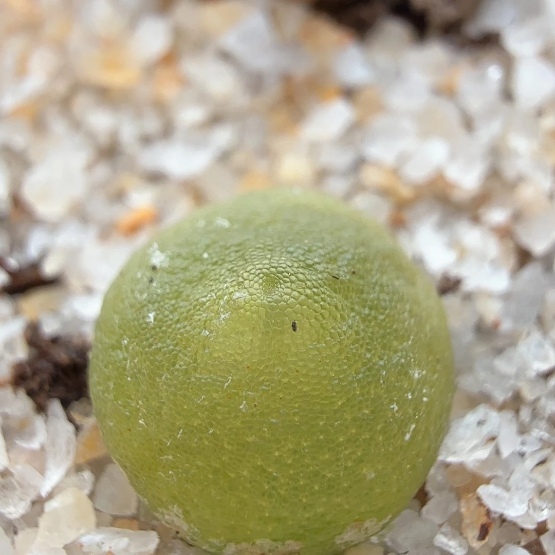 1.16.14/哈莫灯泡0.9厘米3年