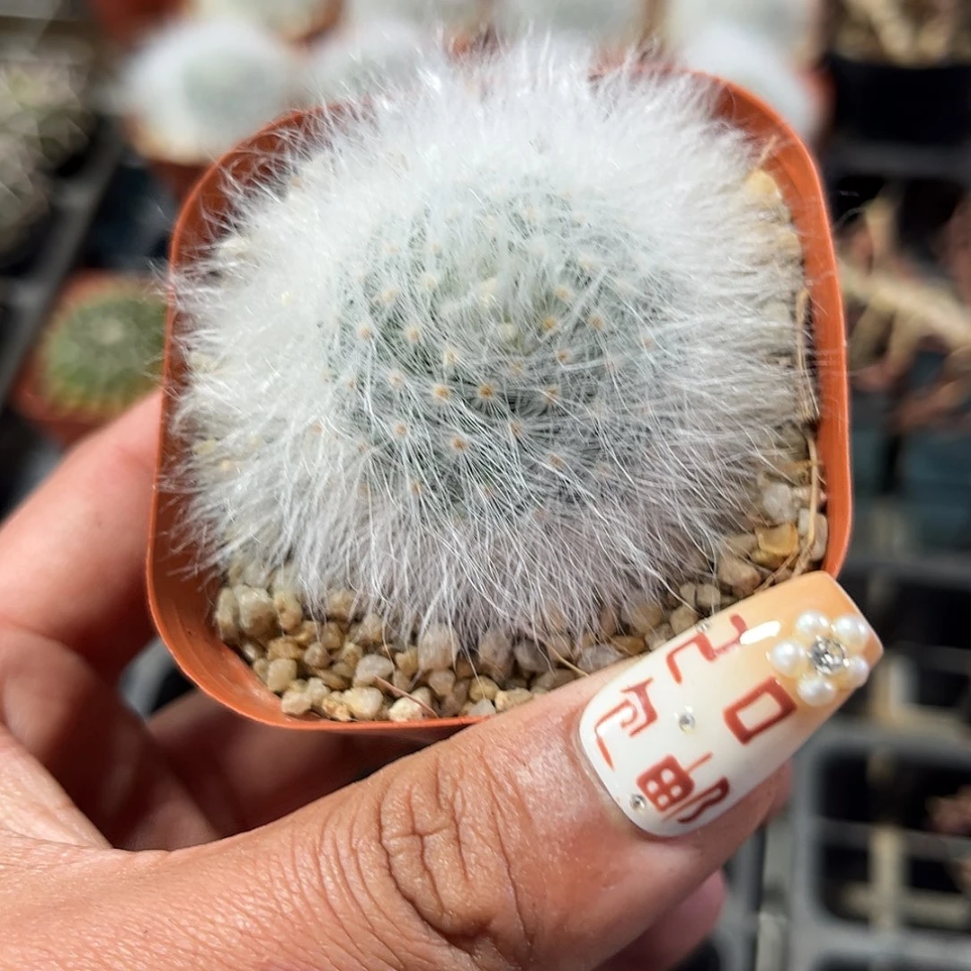 无刺丽光殿单头发货单头