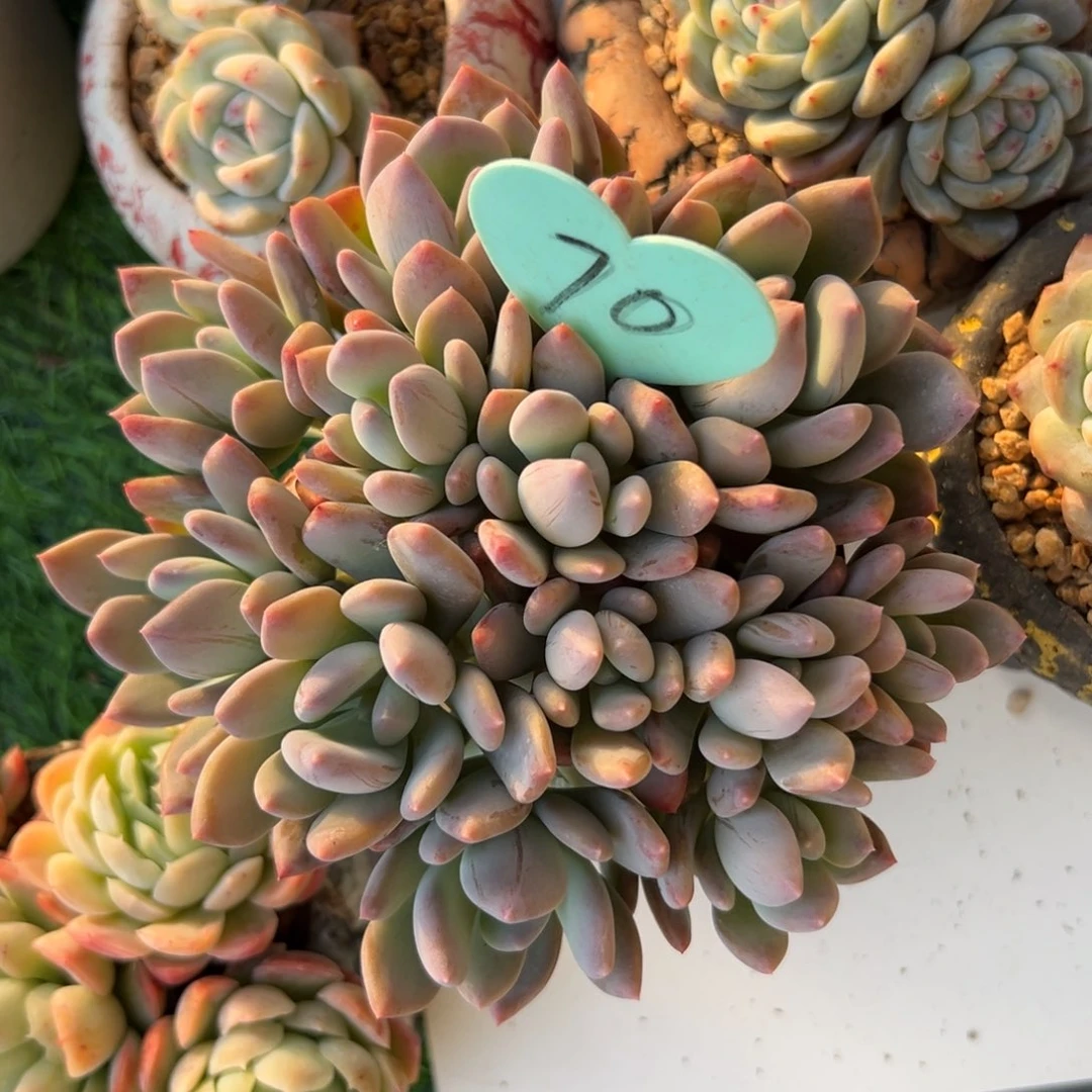 君**鸡多肉植物一物一拍