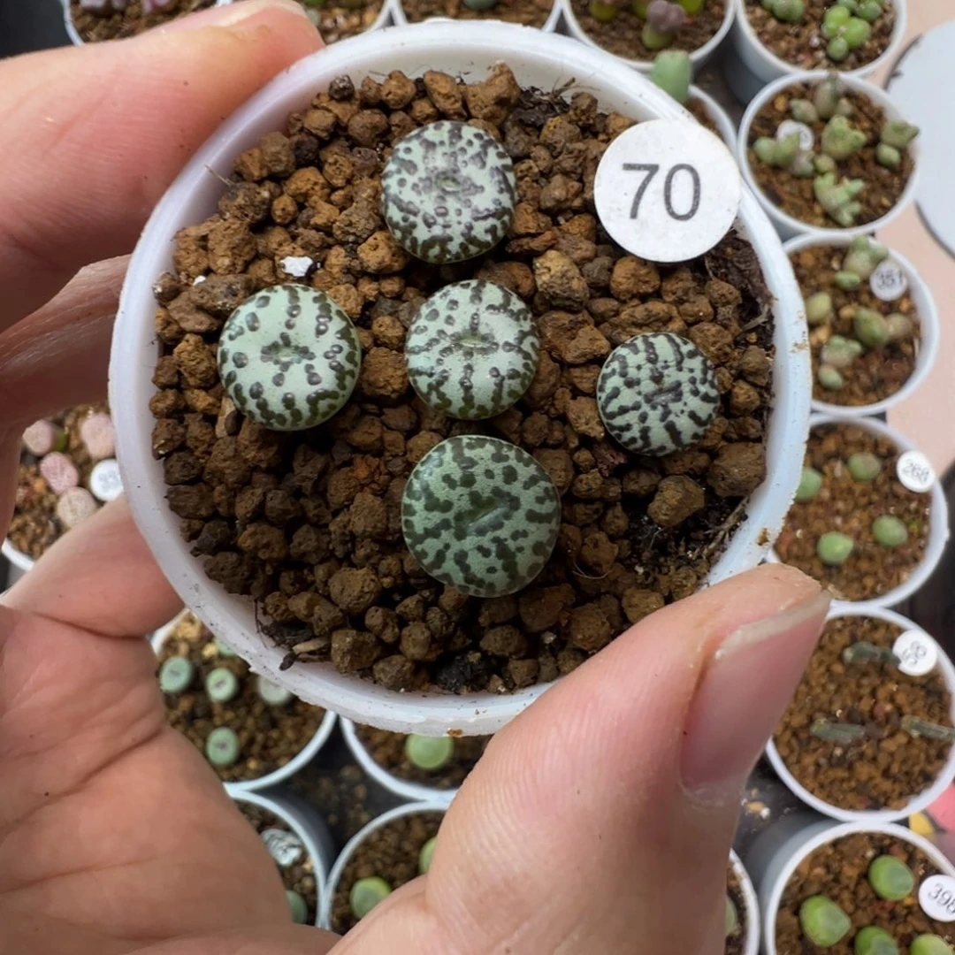 大黑点安贞一颗脱土700000