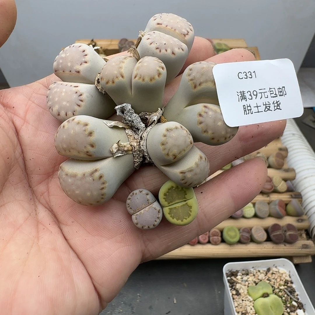 庞***贝331多肉哈哈哈哈哈哈哈