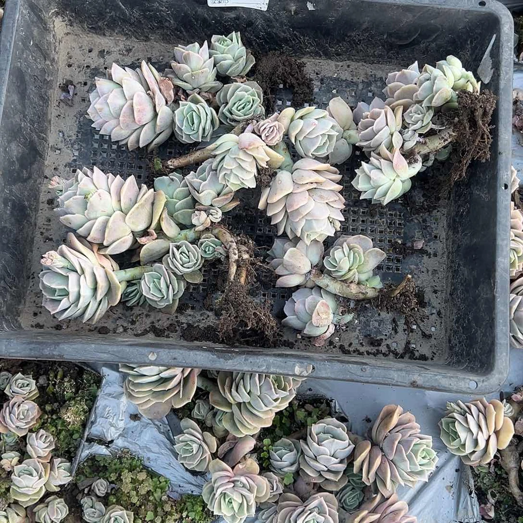 人**寄可爱643号筐拍，不售后