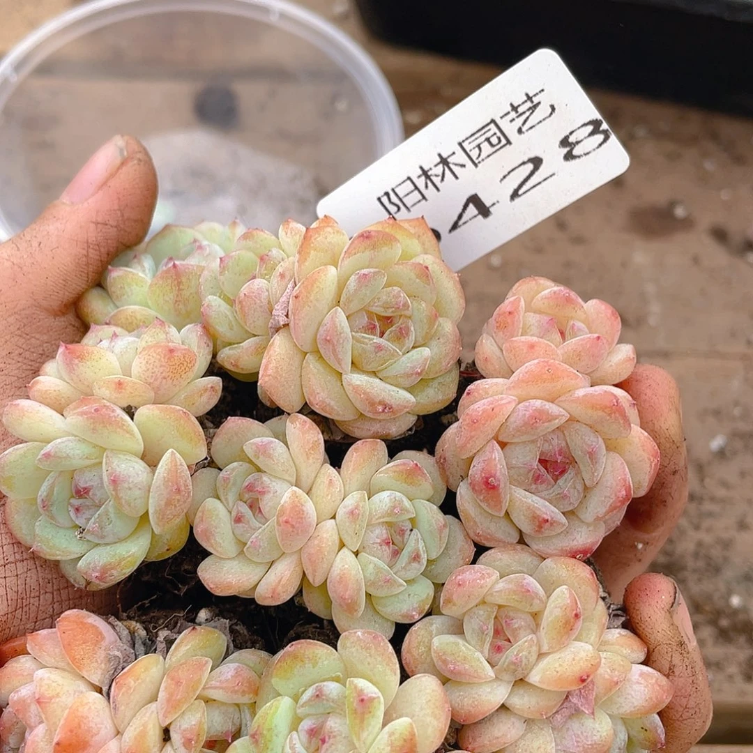 多肉植物多肉植物428