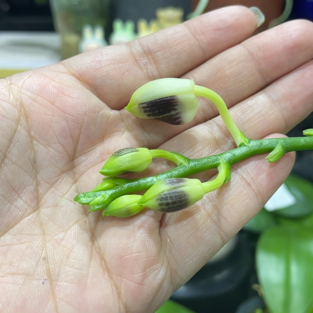 全部花苞咖啡盾2.5寸花包