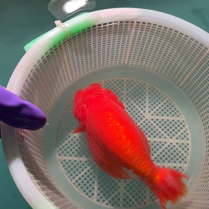 金鱼啊啊啊啊啊啊啊啊啊啊