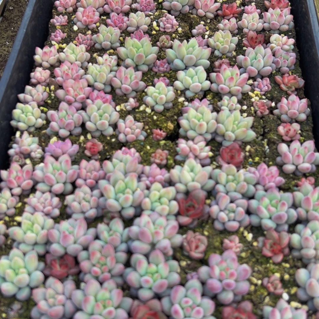 643谢谢超纯纯粹粹