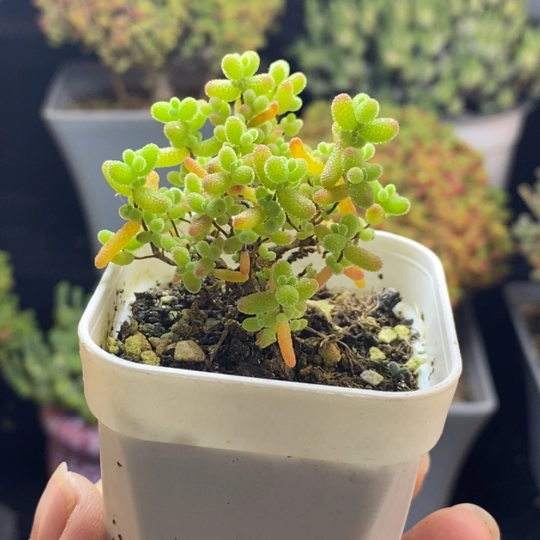 完全开放13号小蜜橘糖球