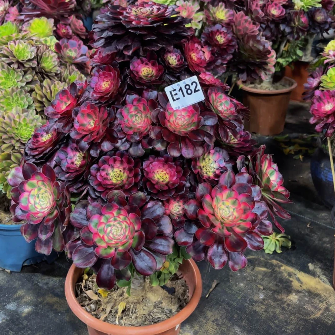 【闪购商品】18200