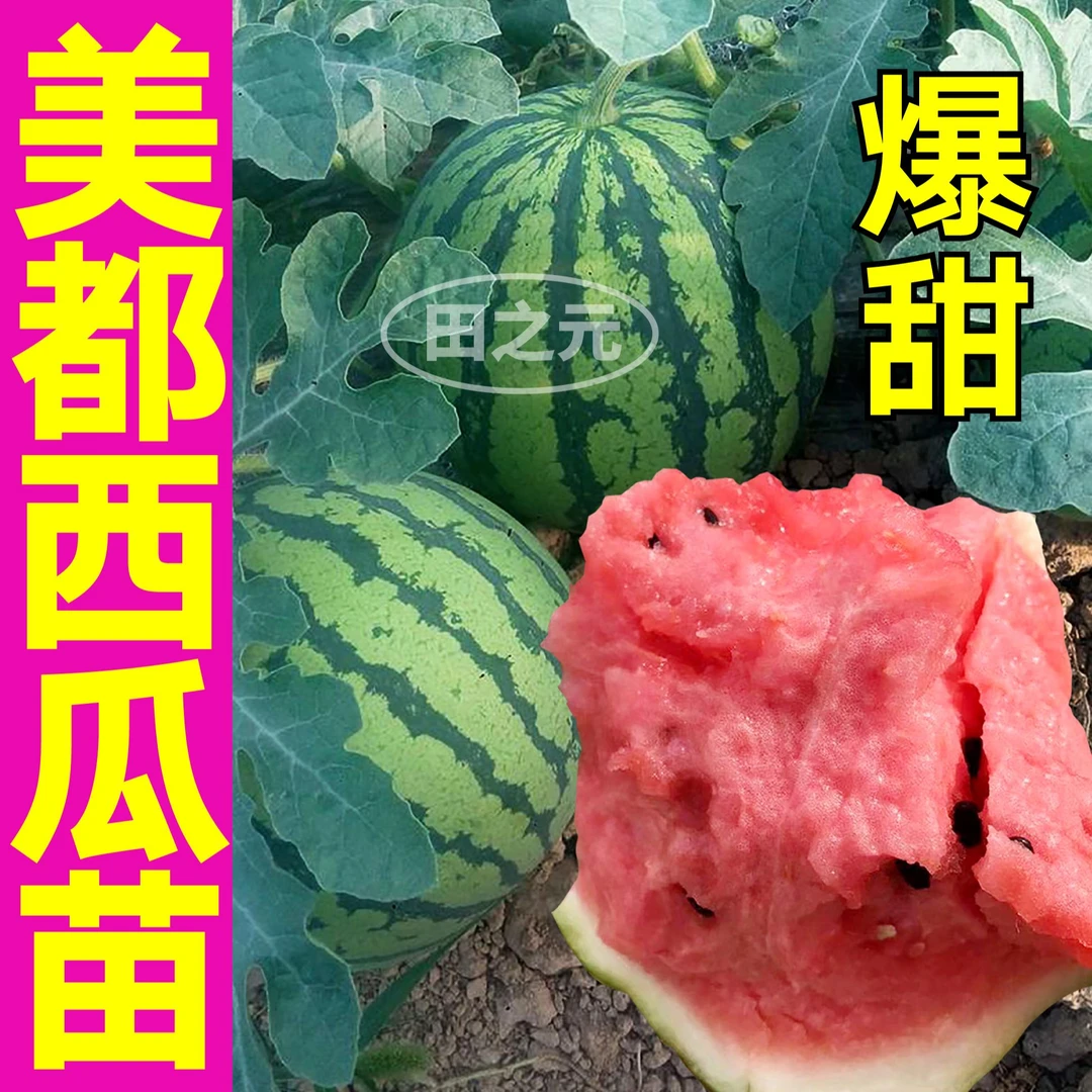 山东寿光美都西瓜苗秧带土四季春秋盆栽8424冰糖麒麟甜王懒汉西瓜