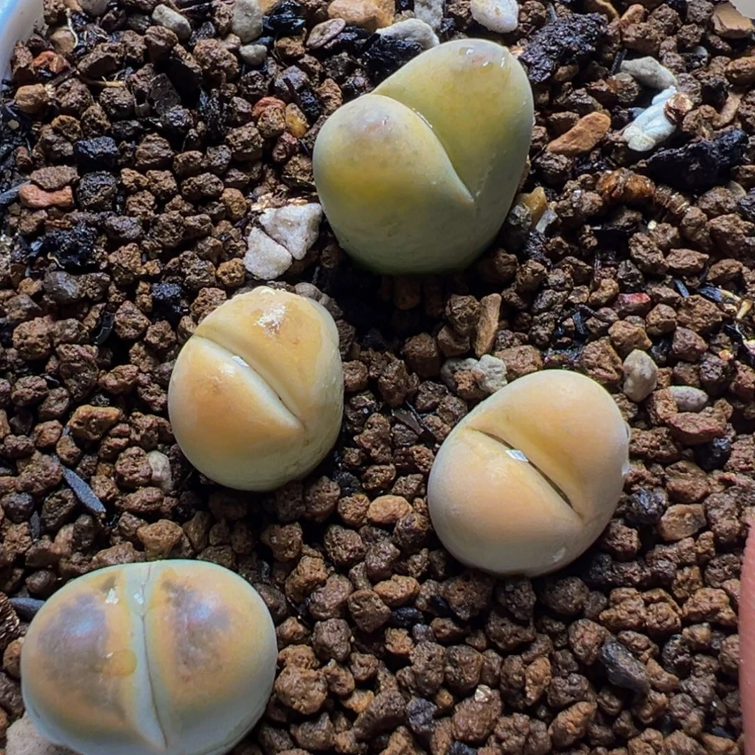 4棵丑娥多肉植物百科