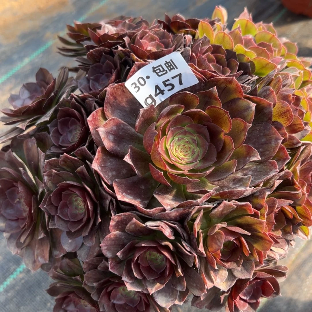 ?457 多肉法师黑魔拉丝