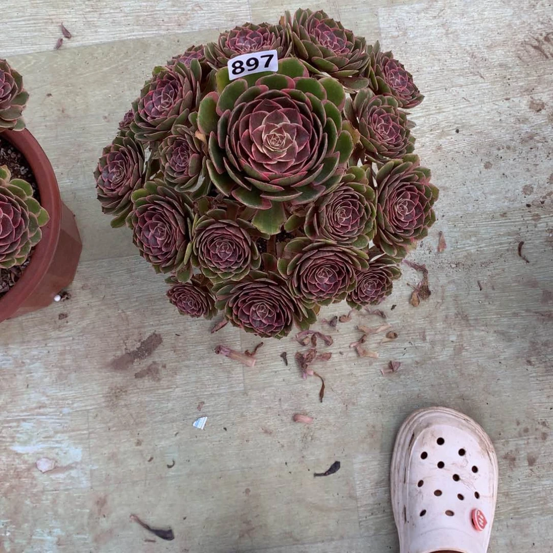 粉花妖897法师多肉植物