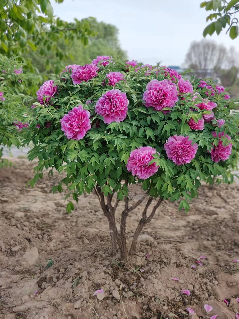 （不包邮邮费到付）甘肃紫斑牡丹重瓣大花庭院花卉带土球苗木直发
