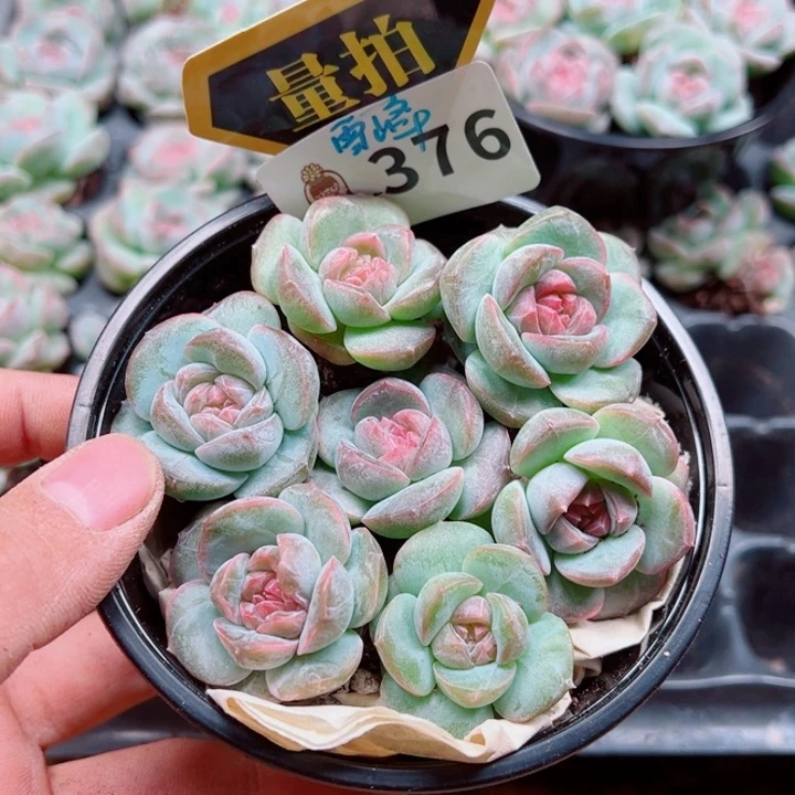 多肉植物多肉植物