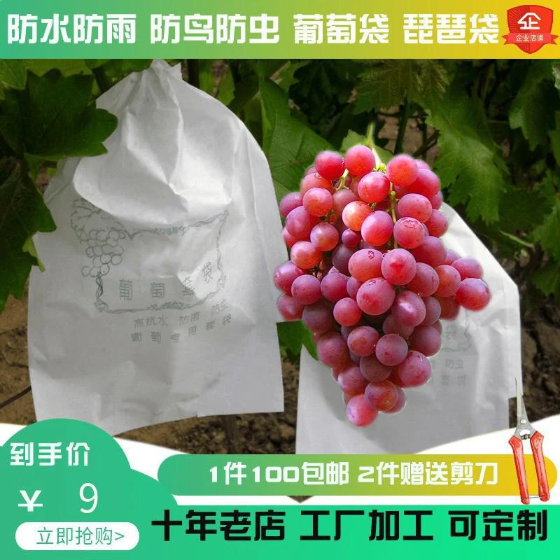 葡萄加厚套袋白色防雨水防鸟虫阳光玫瑰半透明莲雾芒果枇杷袋包邮