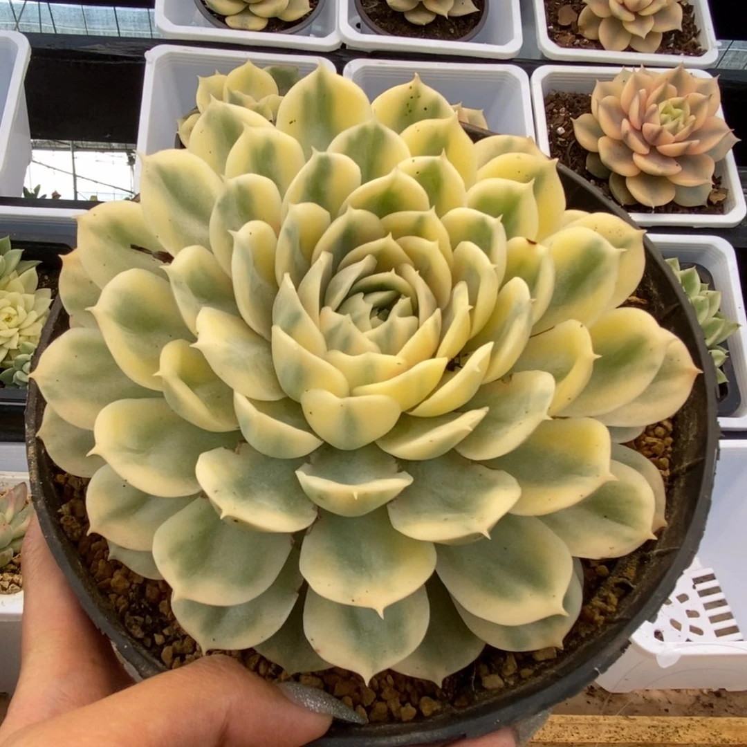 192昂丝诺锦锦锦锦锦锦锦