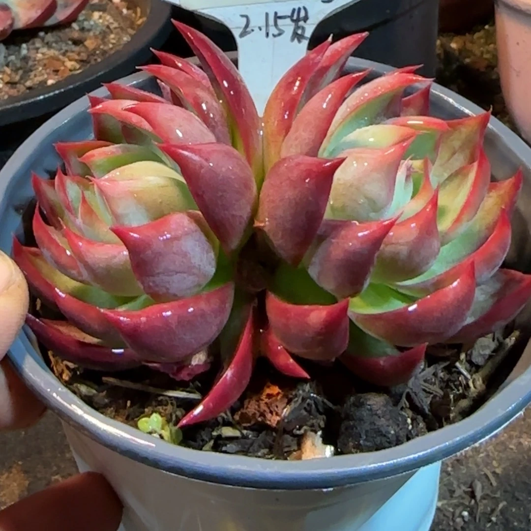 惊鸿一物一拍包装收缩花旱632