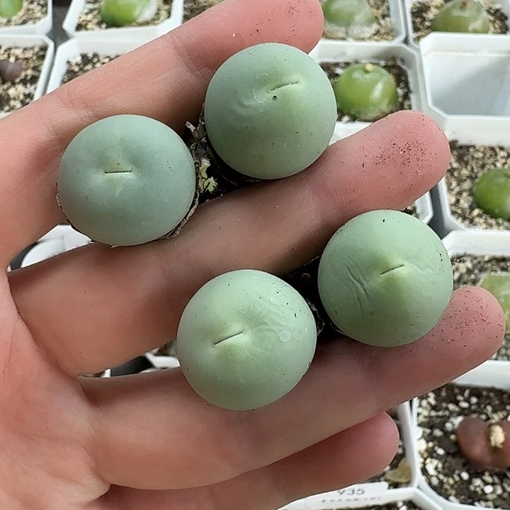 老马生石花2公分鸽子蛋961