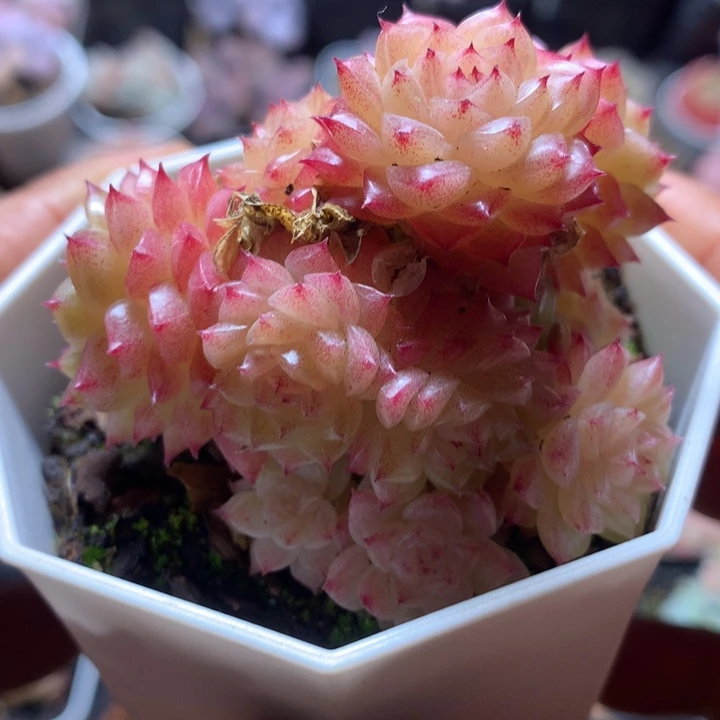 优选麦秆群一物一拍