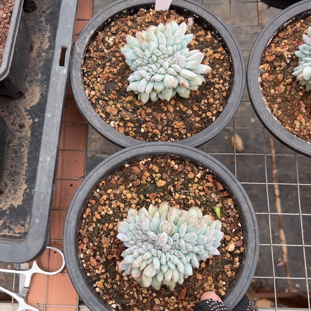 浅**光157号多肉植物