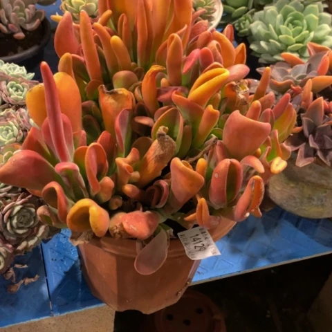花*儿火狐狸14129多肉