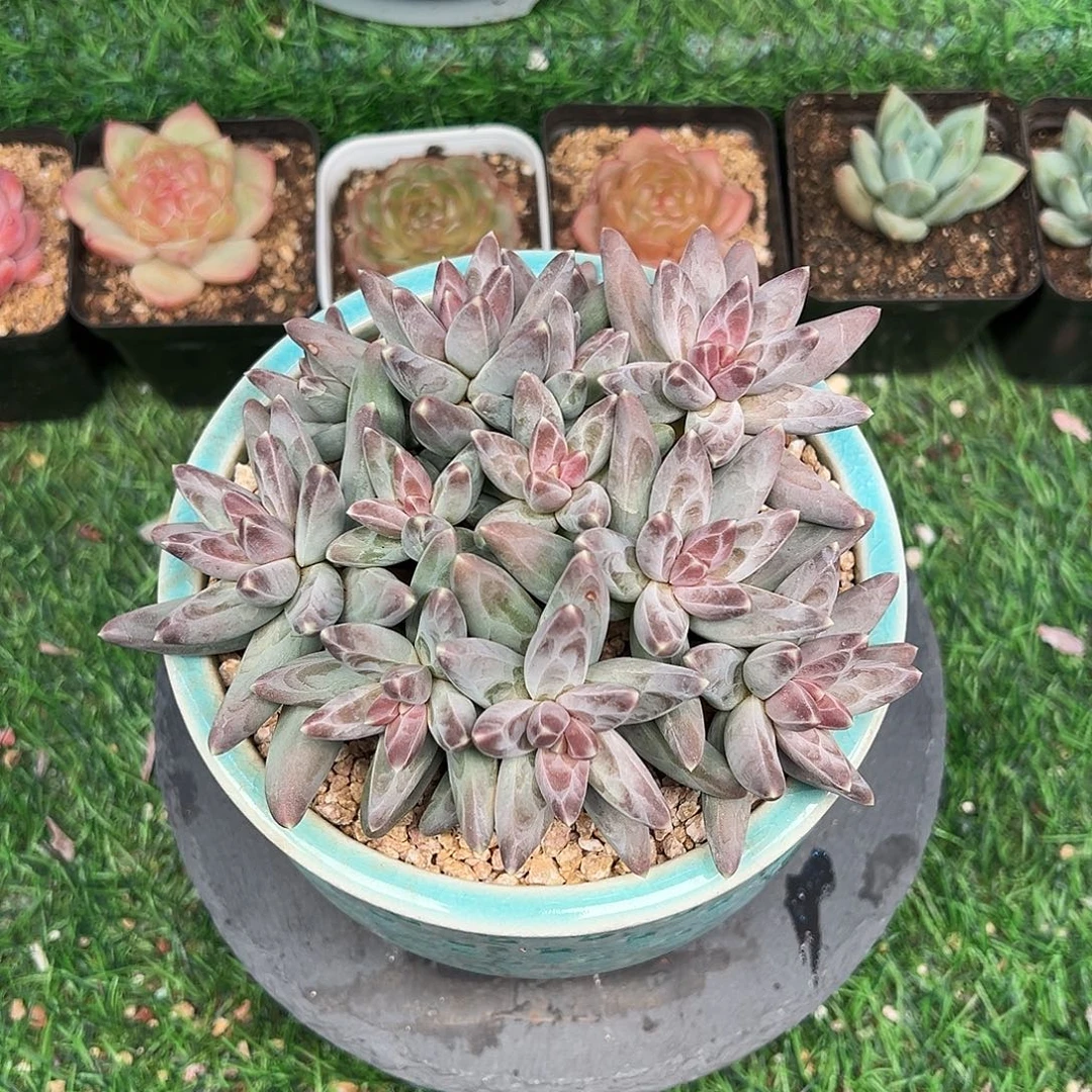 凤羽美人，一物一拍