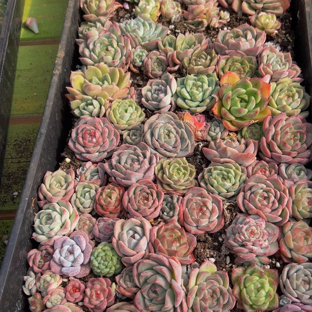 318涩的地方反反复复从v出差