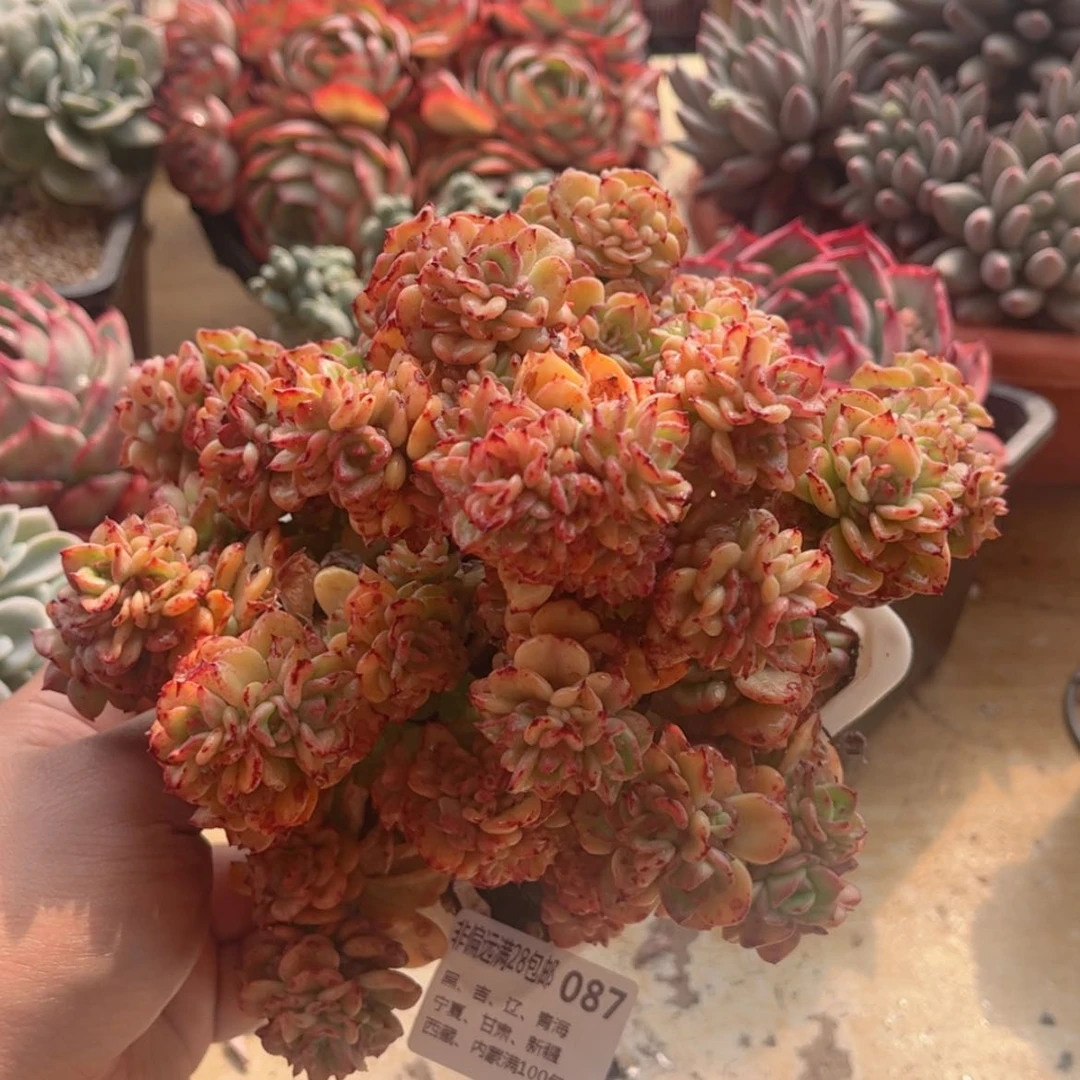 【闪购商品】087腊牡丹