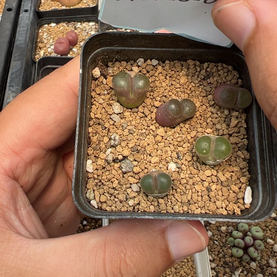 16-99磁铁风铃多肉植物