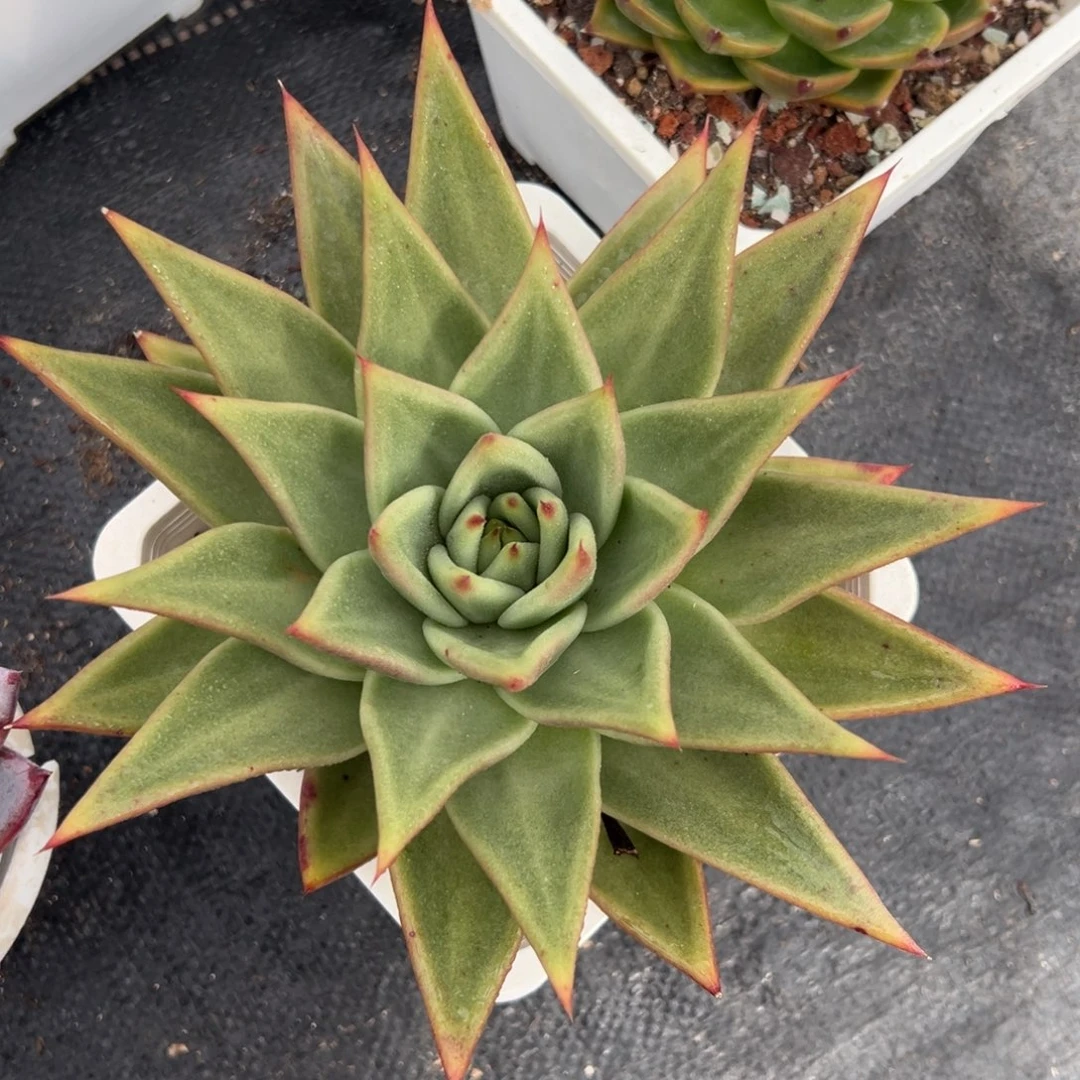 满38包邮，不够包邮发叶片（02号）