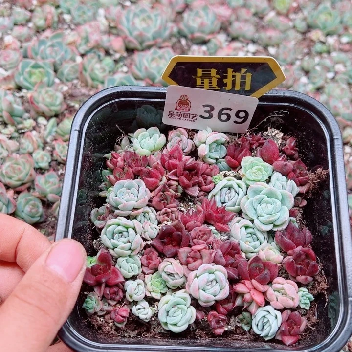 多肉植物多肉植物